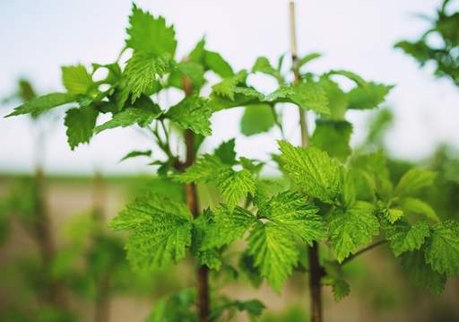 Raspberry plants green leaves